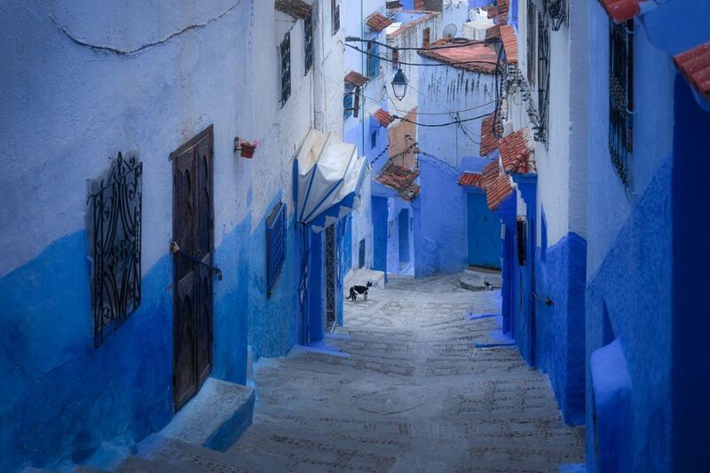 марокко, синий город, шефшауэн, maroc, marocco, street, city, blue, blue city, cat, etnic, africa  фото превью