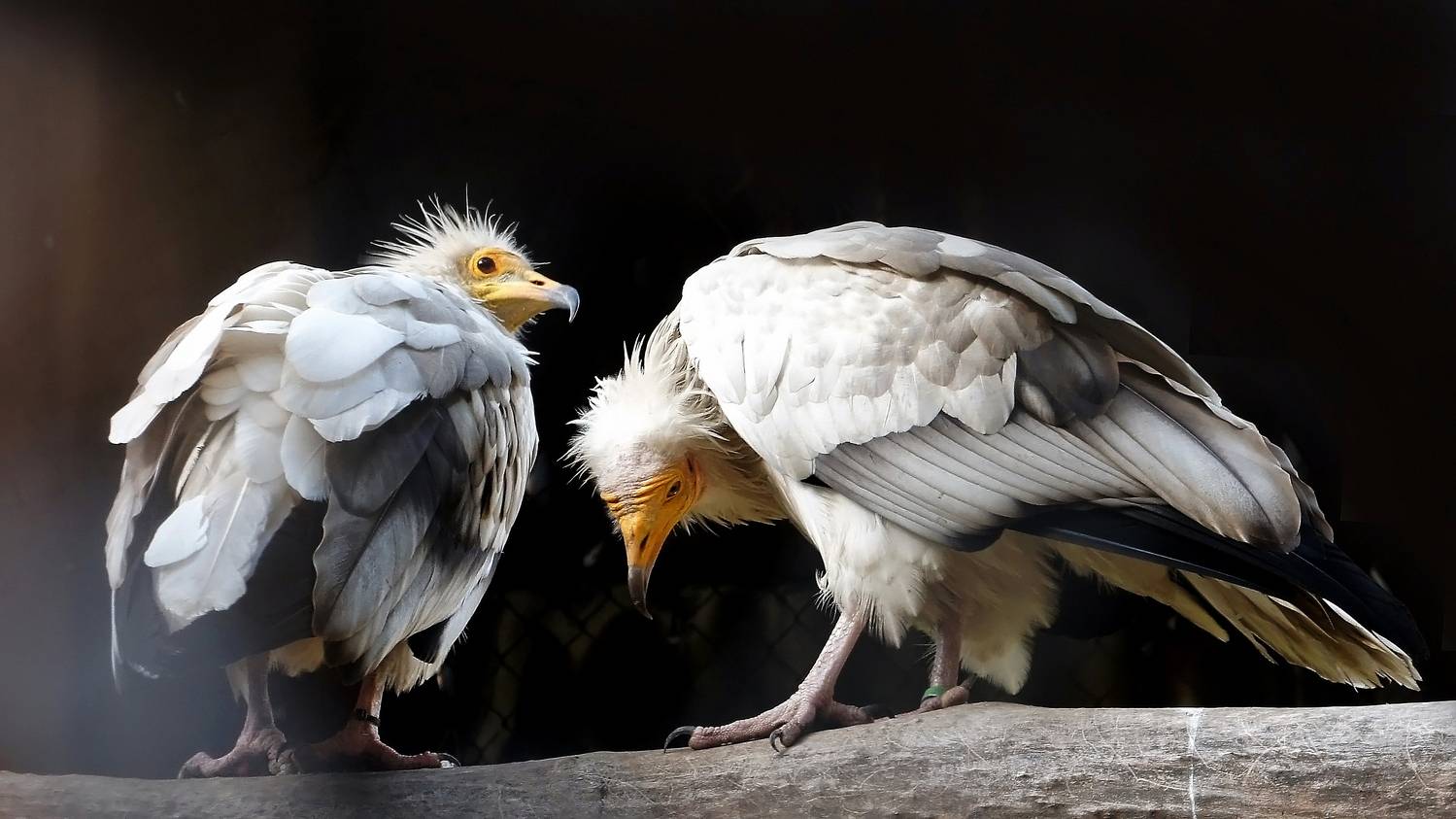 птицы, стервятник, хищные, животные, дикие животные, ястребиные, падальщик, животные красной книги,,  Людмила