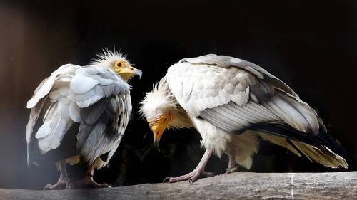 Семейная пара стервятников.