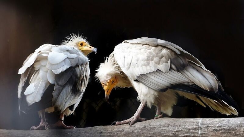 Семейная пара стервятников. фото превью