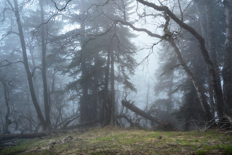 Кавказский лес фото превью