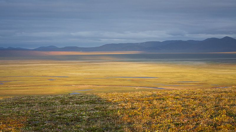 чукотка, лето, пейзаж, природа, сопки, север, Краски лета. фото превью