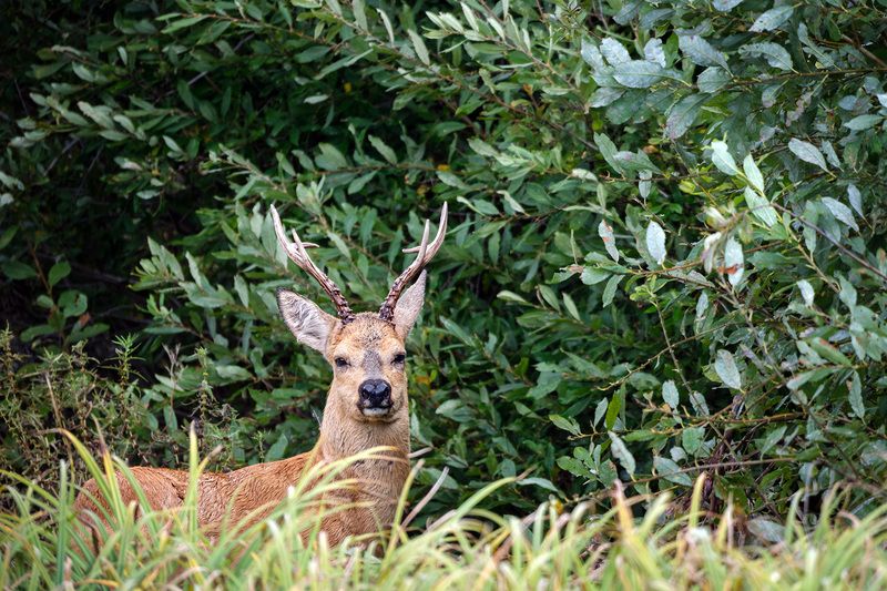 Старый самец косули фото превью