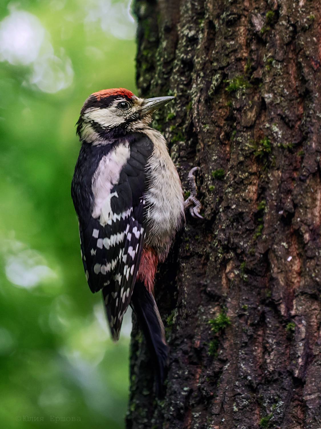 дятел, птицы, фотоохота, Ершова Юлия