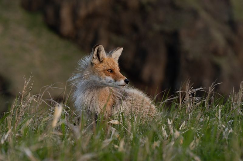 Красотка Шикотана фото превью