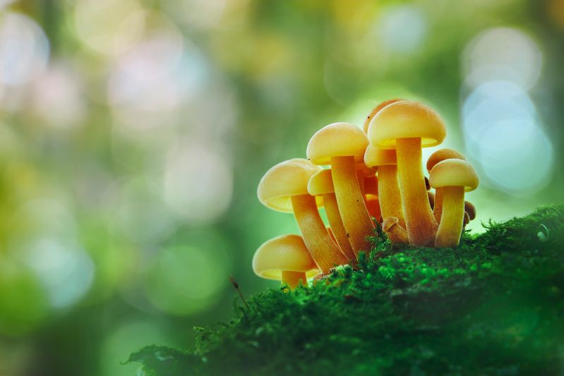 Веселая семейка фото превью