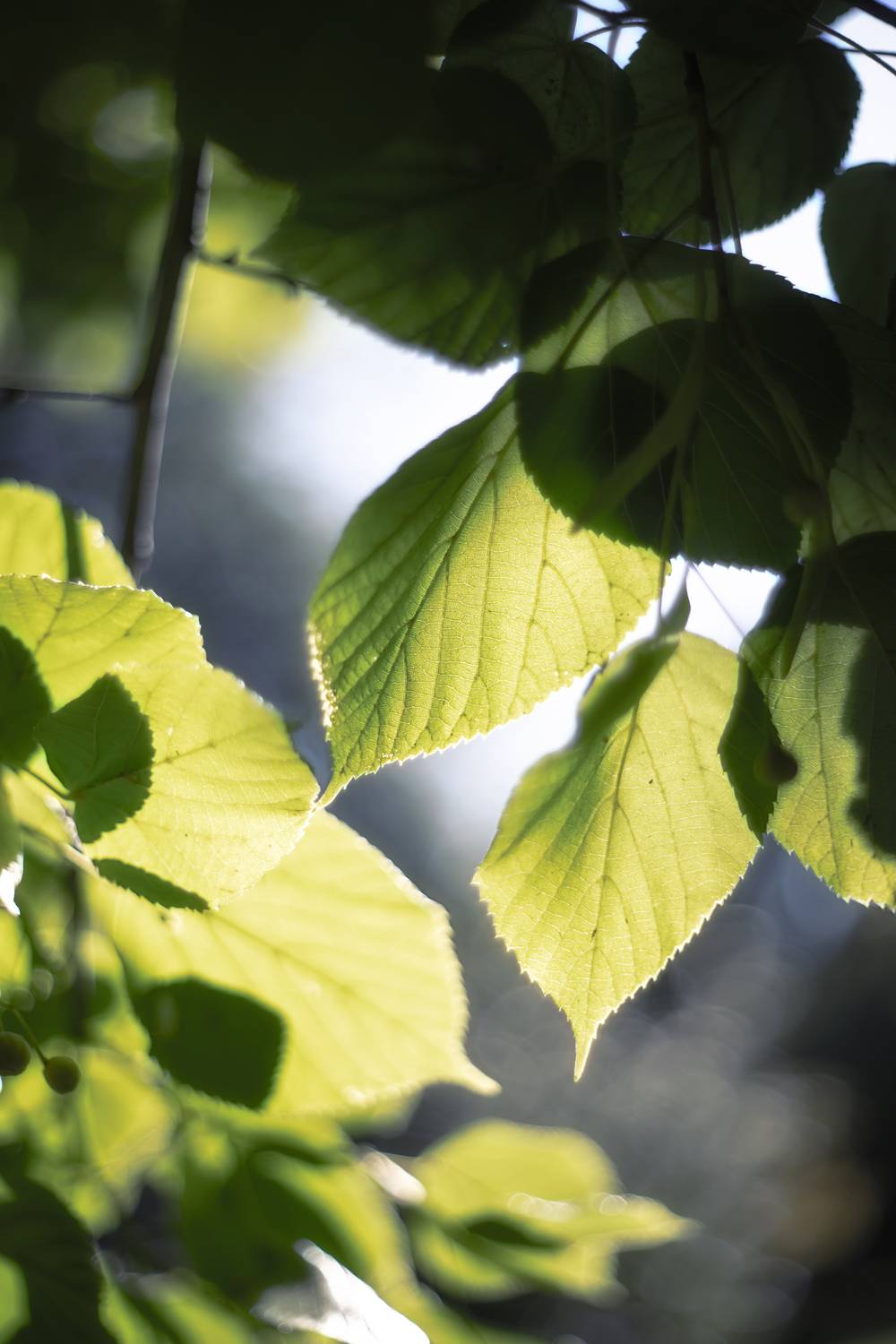 , Обидина Мария