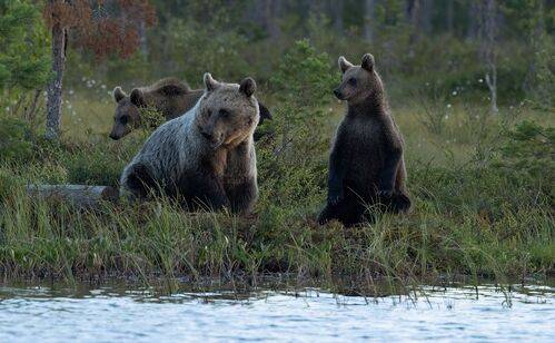 Brown Bear Family