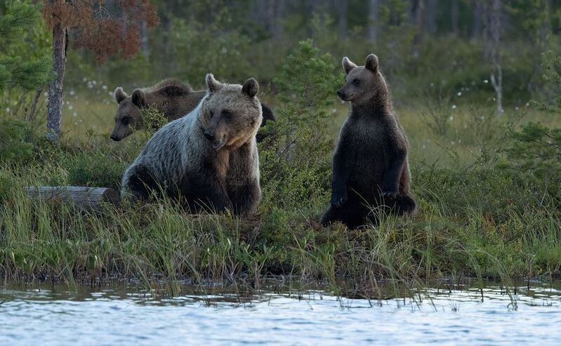 brown bear, bear, nature, wildlife, woods, canon Brown Bear Family фото превью