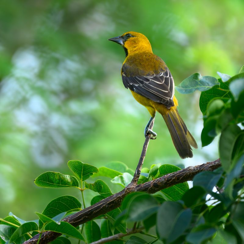 Yellow-tailed Оriole фото превью