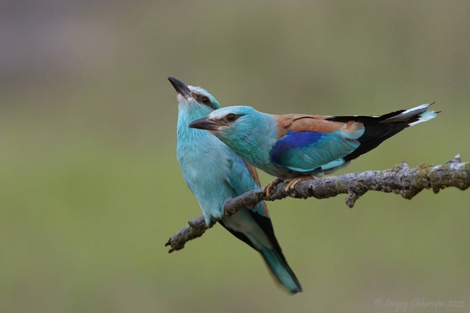 , Сергей Шкарупо