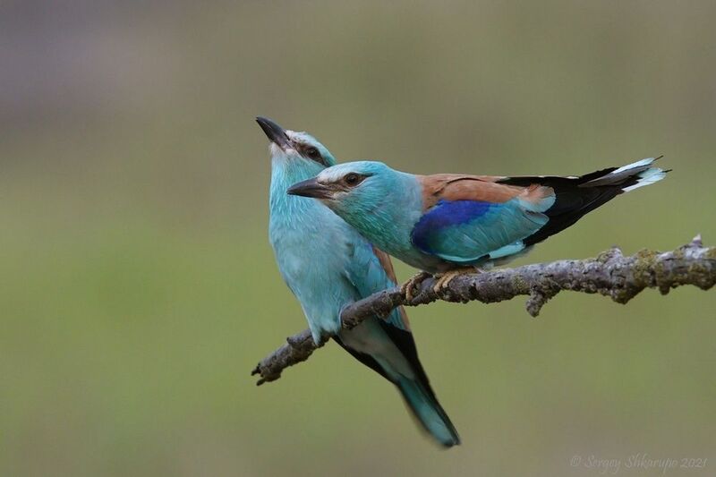 Сладкая парочка фото превью