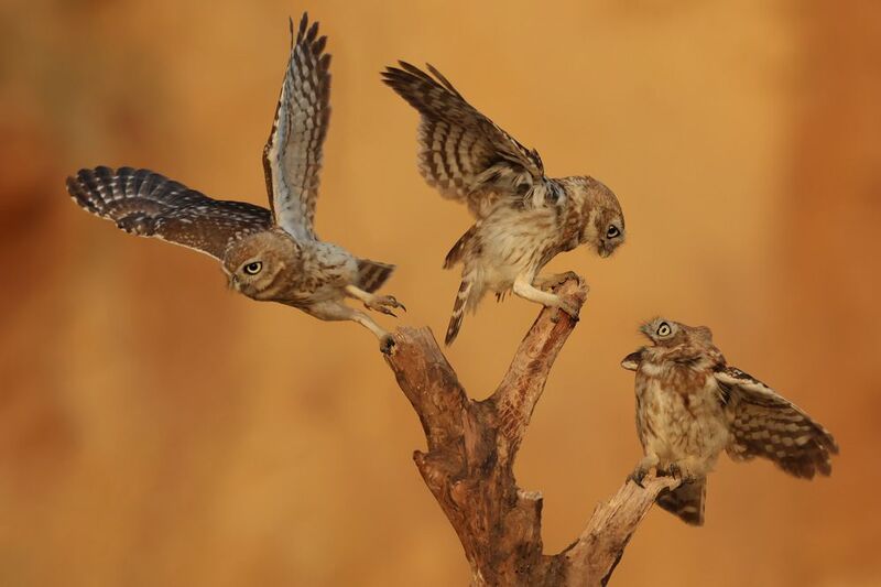 Little owls  фото превью