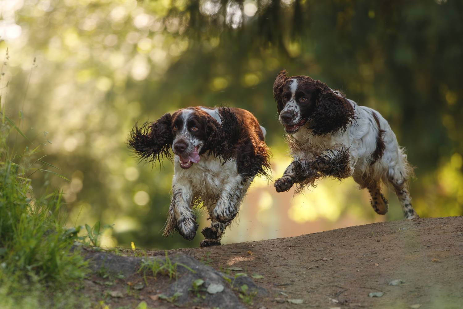 , Шерскова Мария