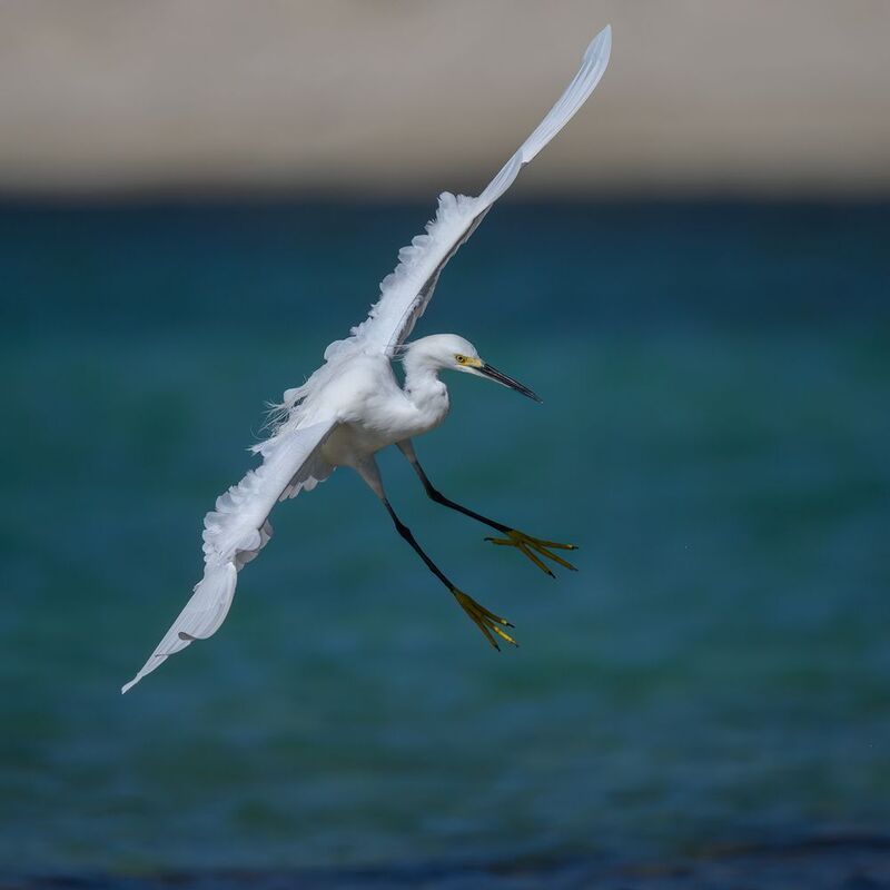 Snowy egret фото превью