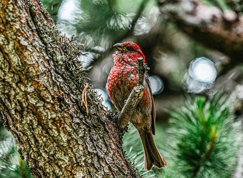 Большая чечевица. фото превью
