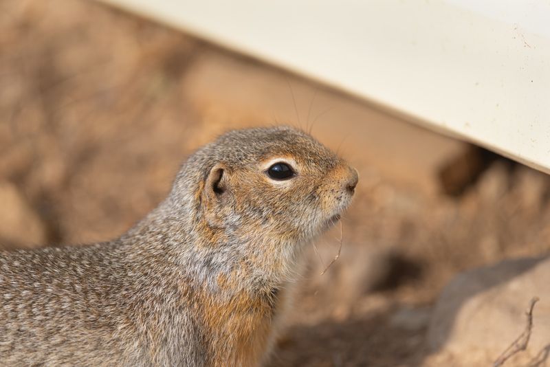 суслик, суслик длиннохвостый, длиннохвостый суслик, лето, август, алтай, горный алтай Домашний суслик фото превью