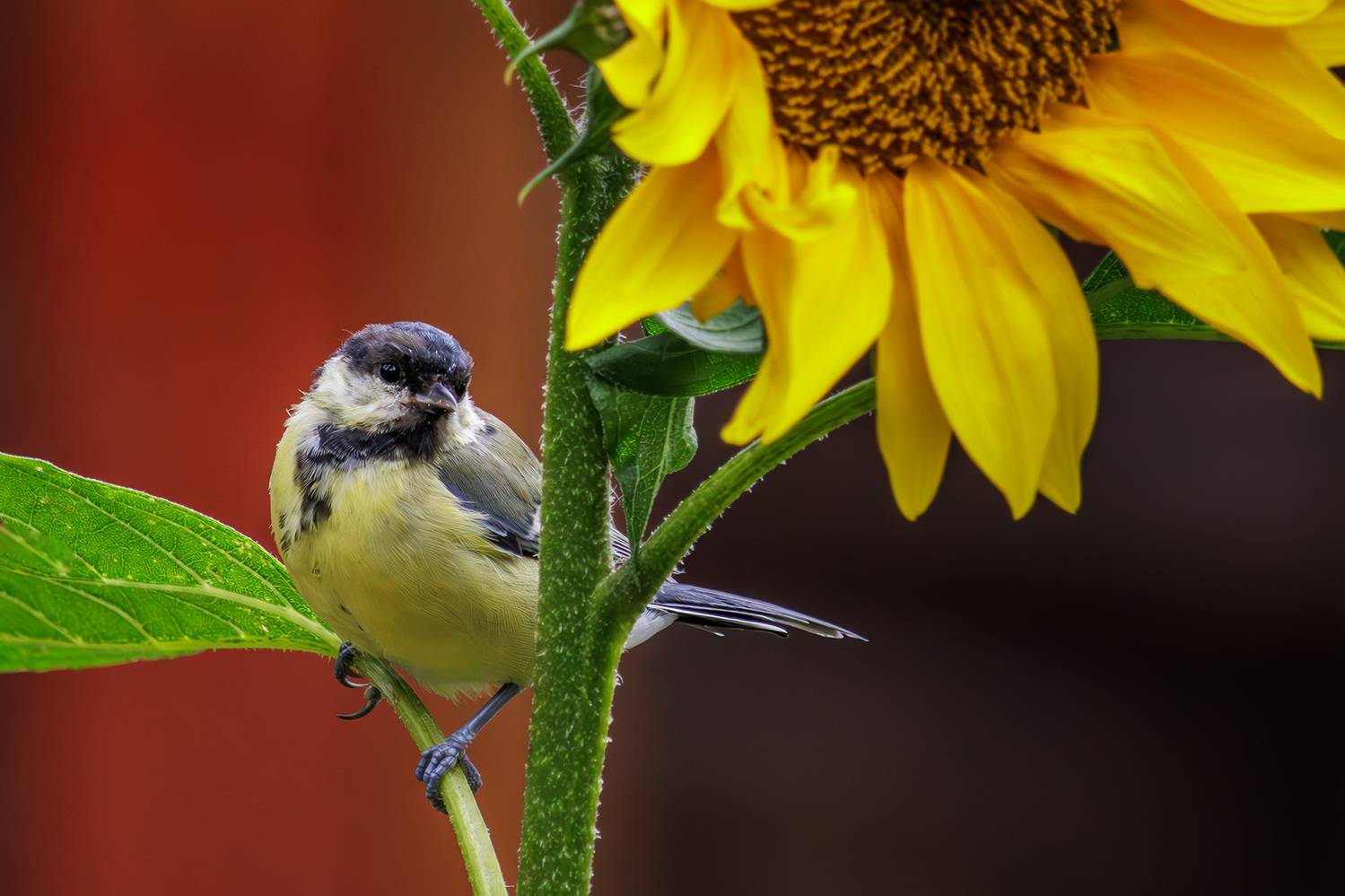 , Морозов Сергей