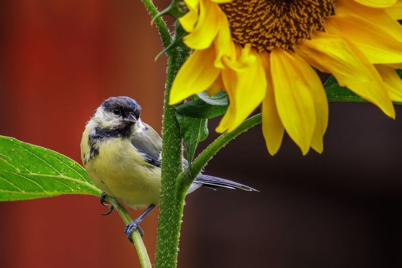 Синица большая фото превью