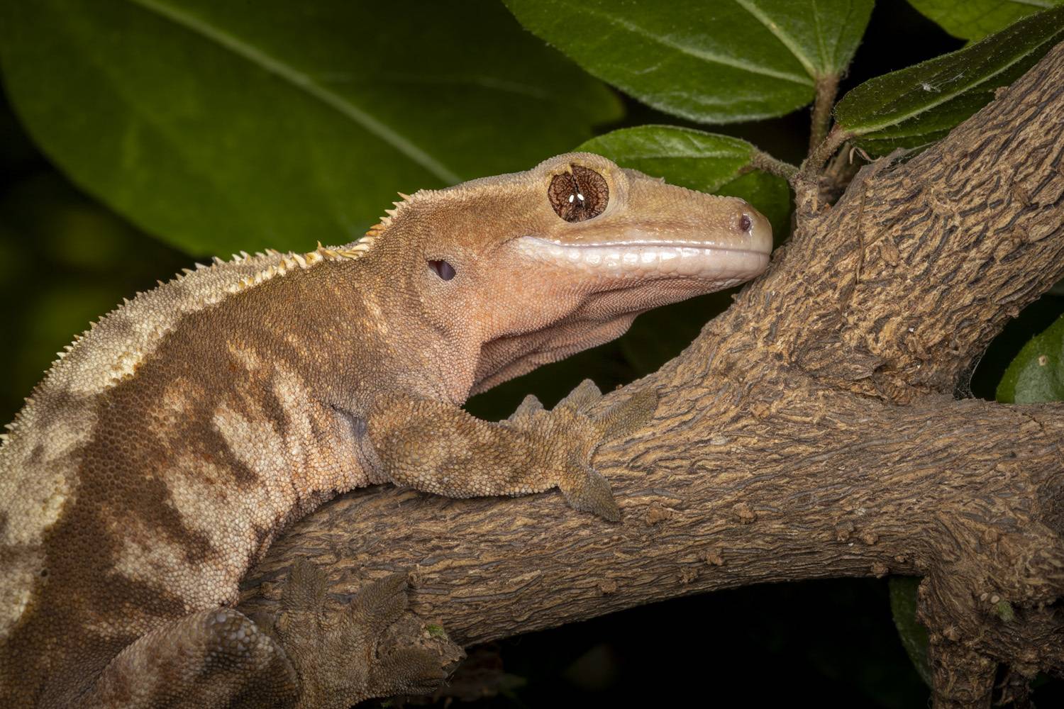 lizard, animals, closeup, reptile, Nikolay Tatarchuk