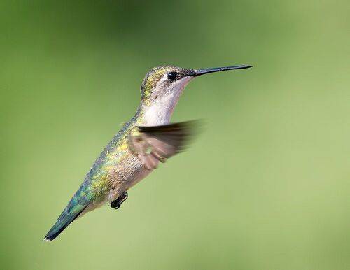 Ruby-throated Hummingbird female -Рубиновогорлый Колибри
