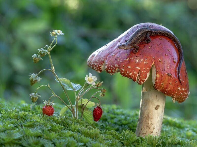 мухомор, земляника, ящерица Хозяйка мухоморной горы) фото превью