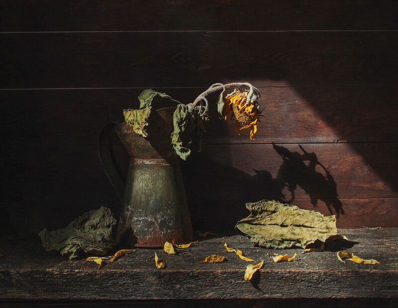 Когда подсолнушки завяли, но очень хочется их снять... фото превью