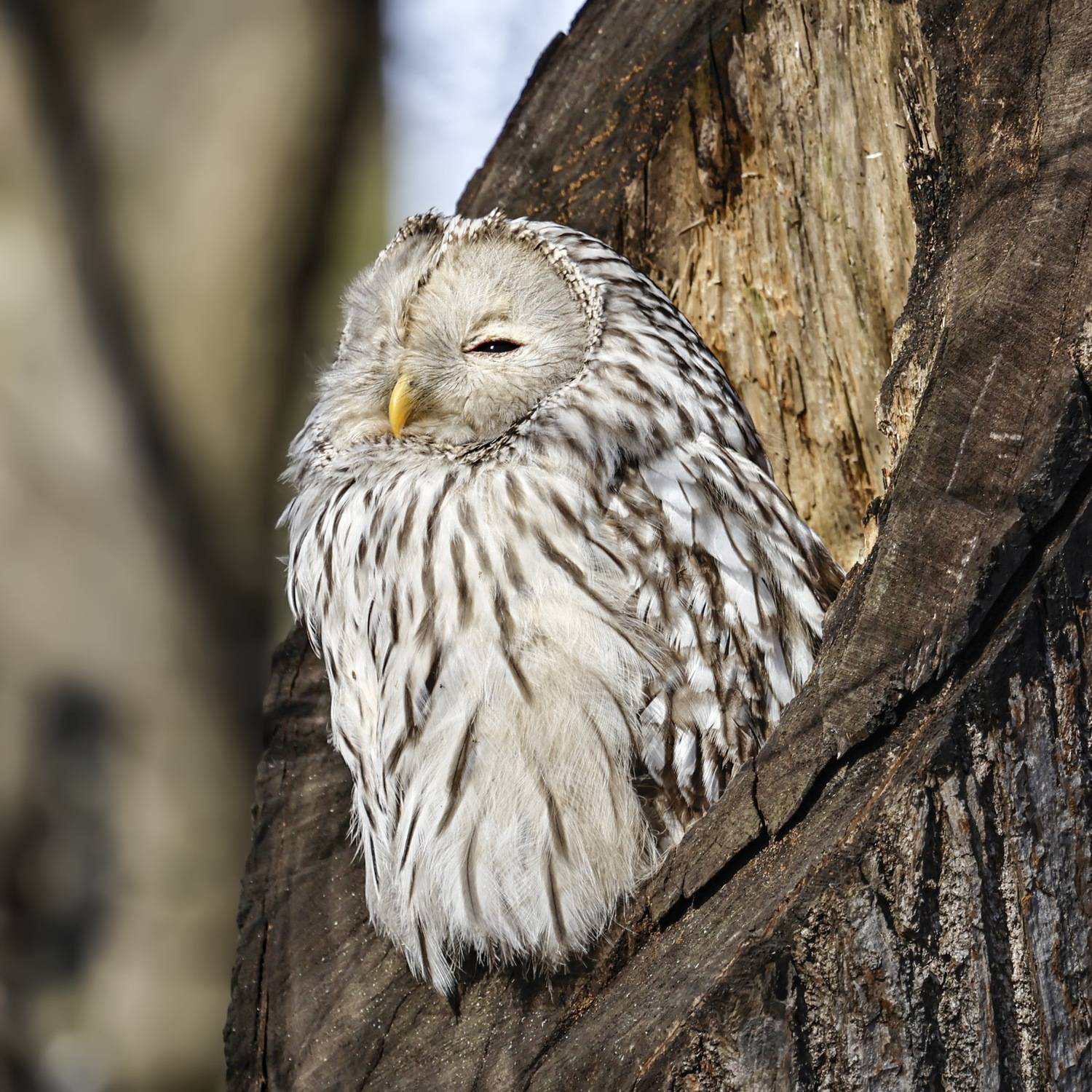 сова, уральская неясыть, птицы, неясыть, длиннохвостая неясыть, Руслан Pl