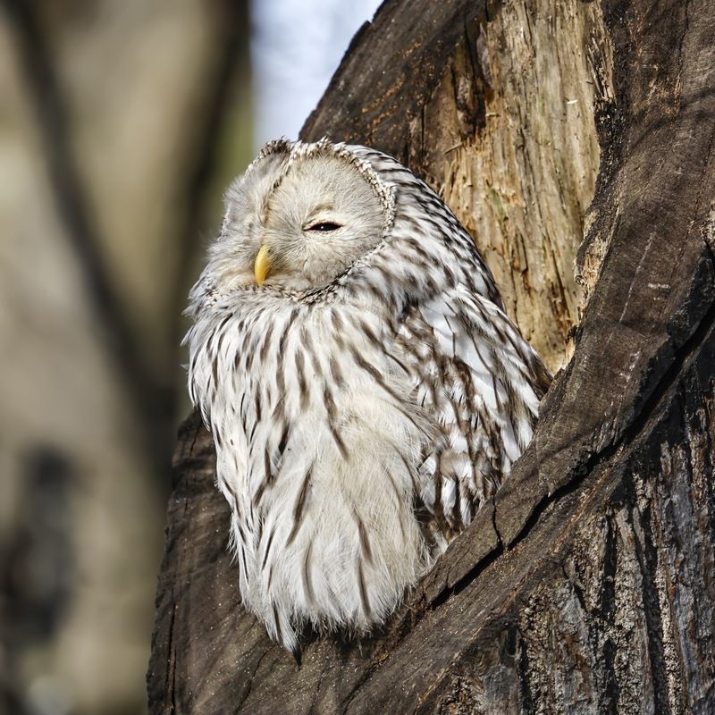 сова, уральская неясыть, птицы, неясыть, длиннохвостая неясыть Длиннохвостая неясыть фото превью