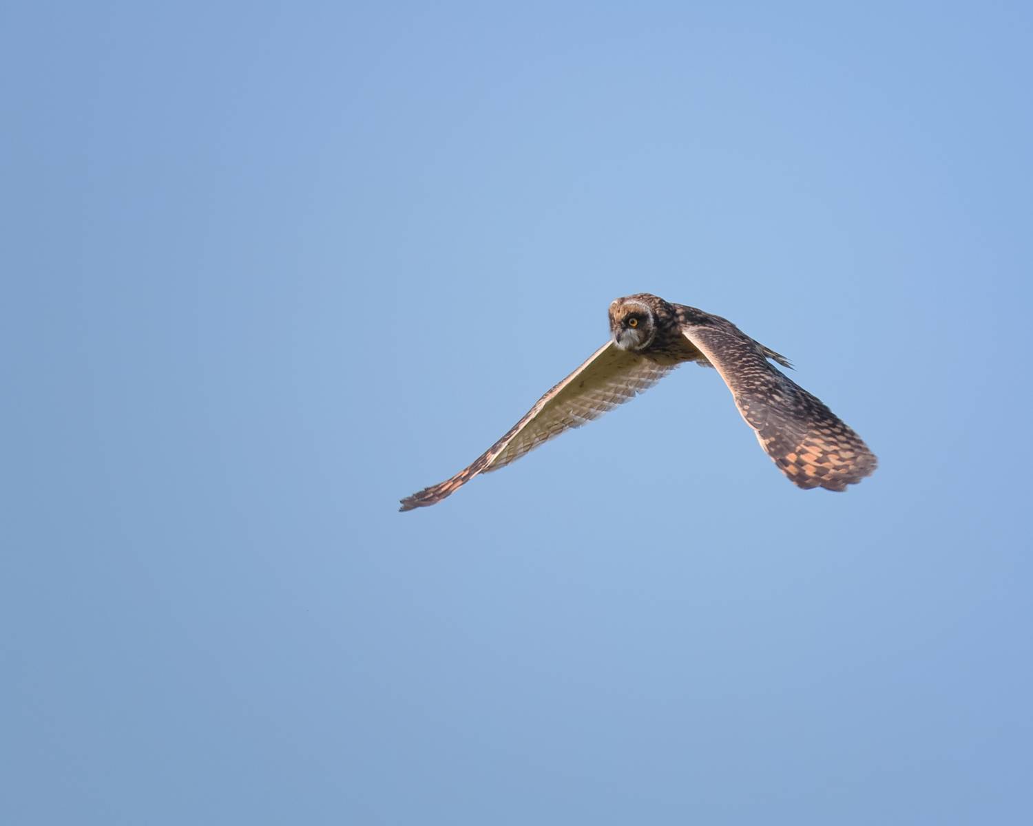 птицы, природа, фотоохота, Александр Титов