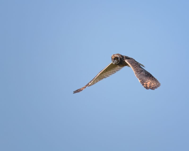 Болотная сова... фото превью