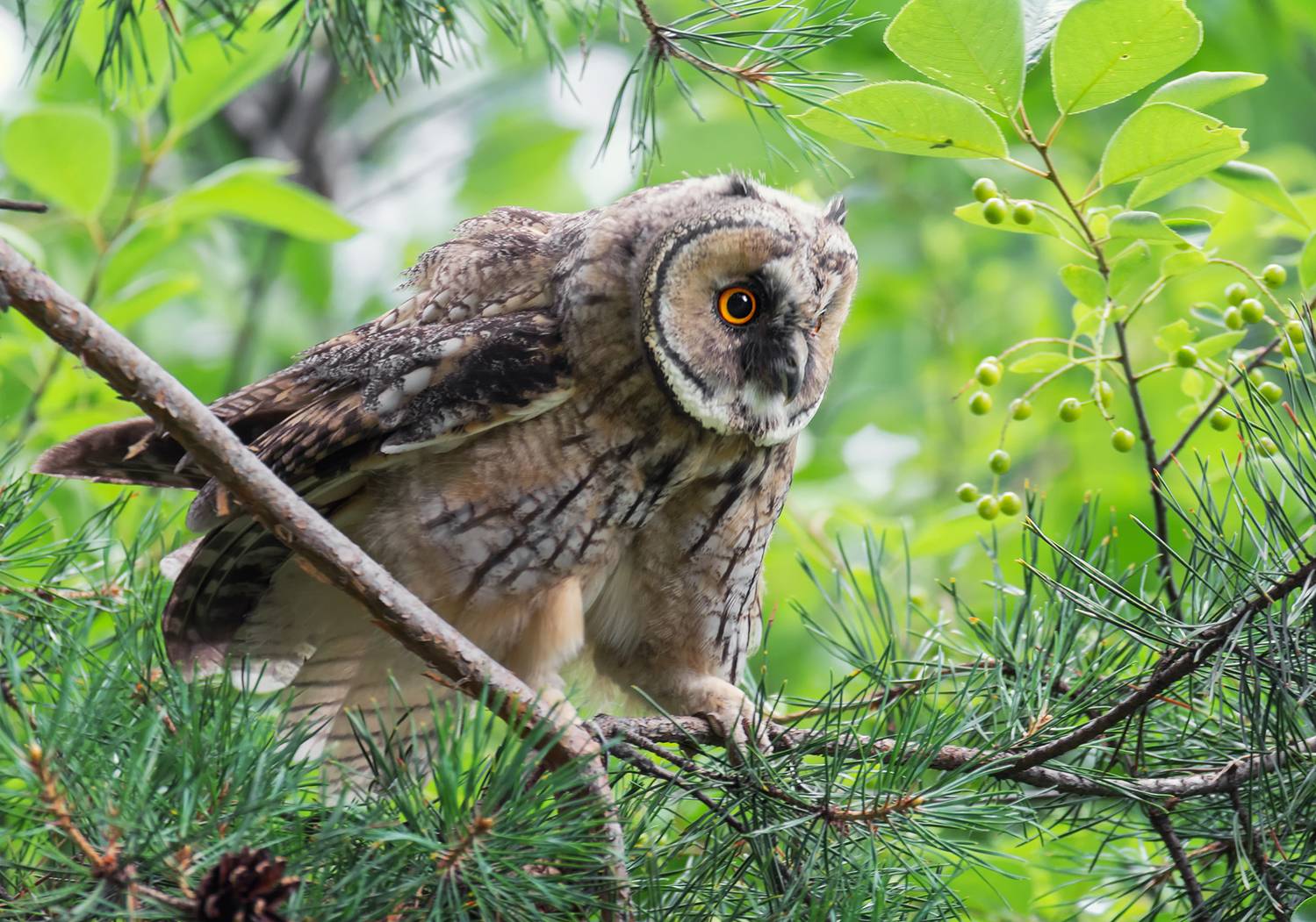 сова, ушастая, лес,, Мочалова Марина