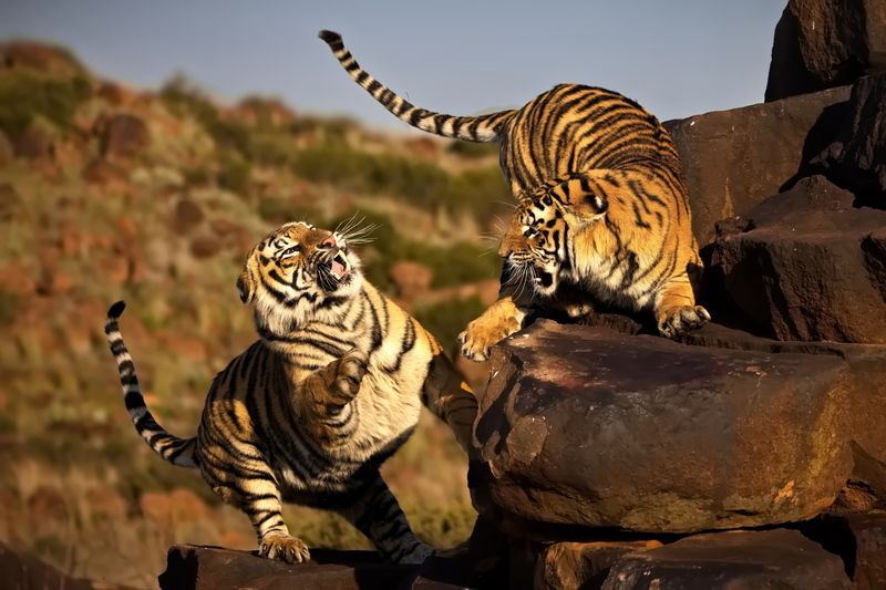 Тигриные истории - 7 фото превью