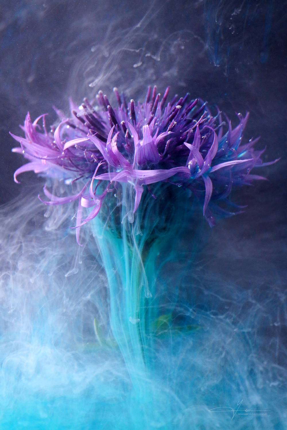 ,  Inga Ivanova  EPCA/B, P IAAP