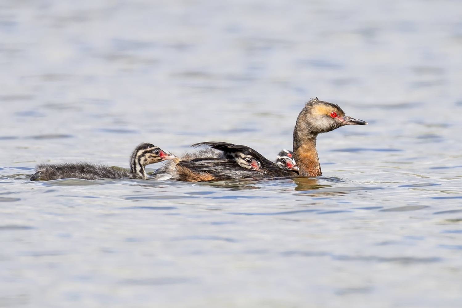 красношейная поганка, птицы, поганка, птенцы, Руслан Pl