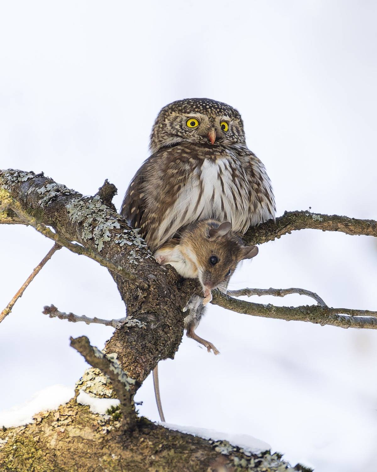 воробьиный сычик, воробьиный сыч, сова, птицы, охота, мышь, Руслан Pl