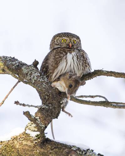 Воробьиный сычик