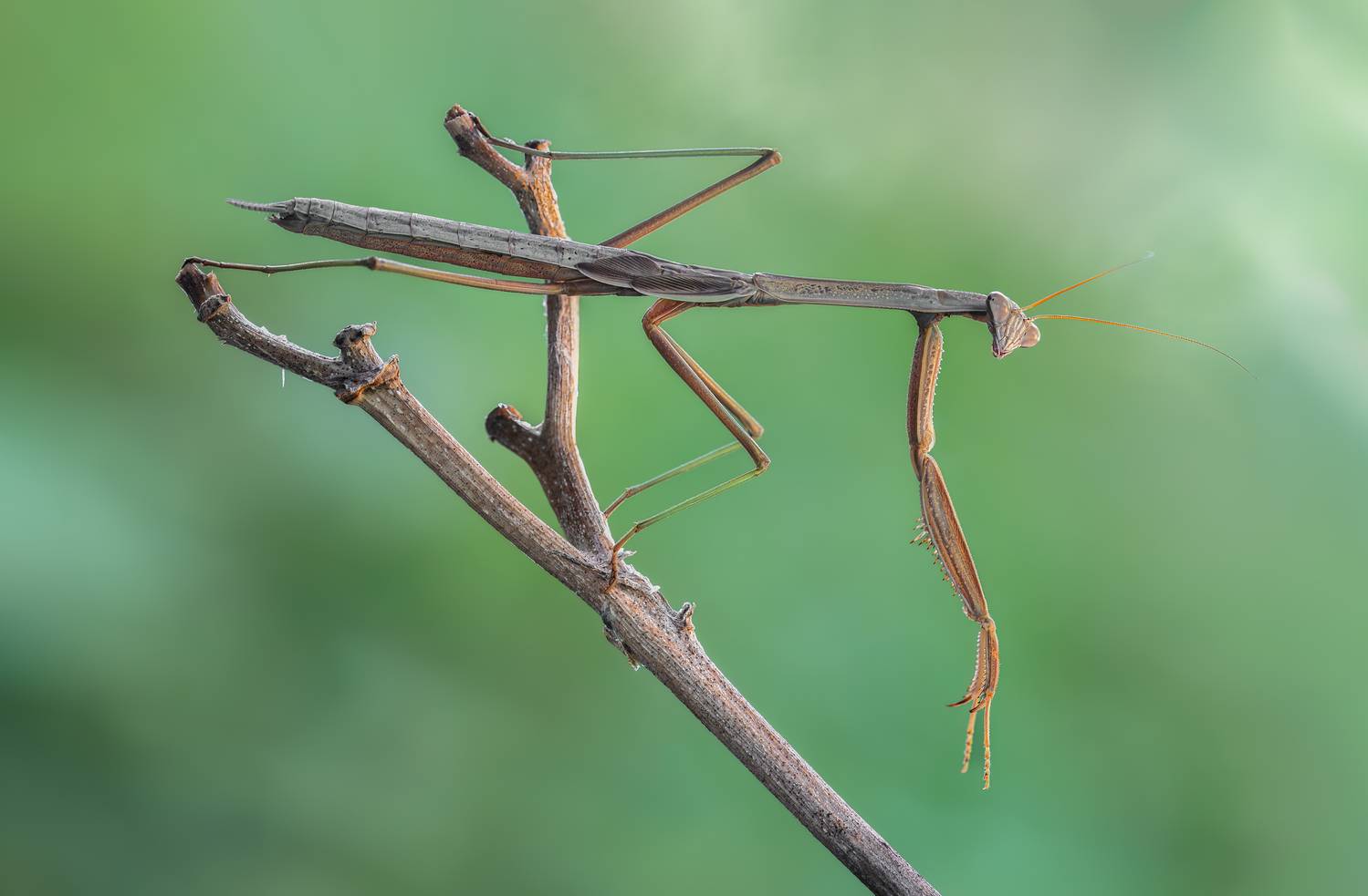 mantis, praying mantis, insect, bug, macro, branch, sunset, nature, wild, moody, dusk,, Atul Saluja