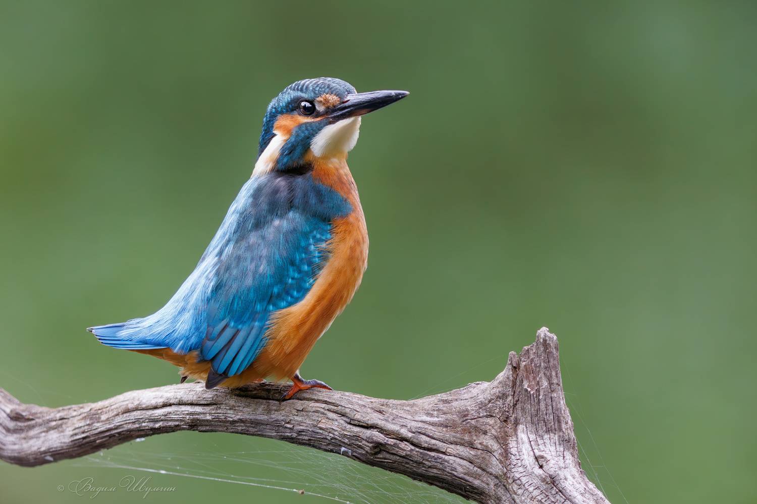 зимородок, Шульгин Вадим