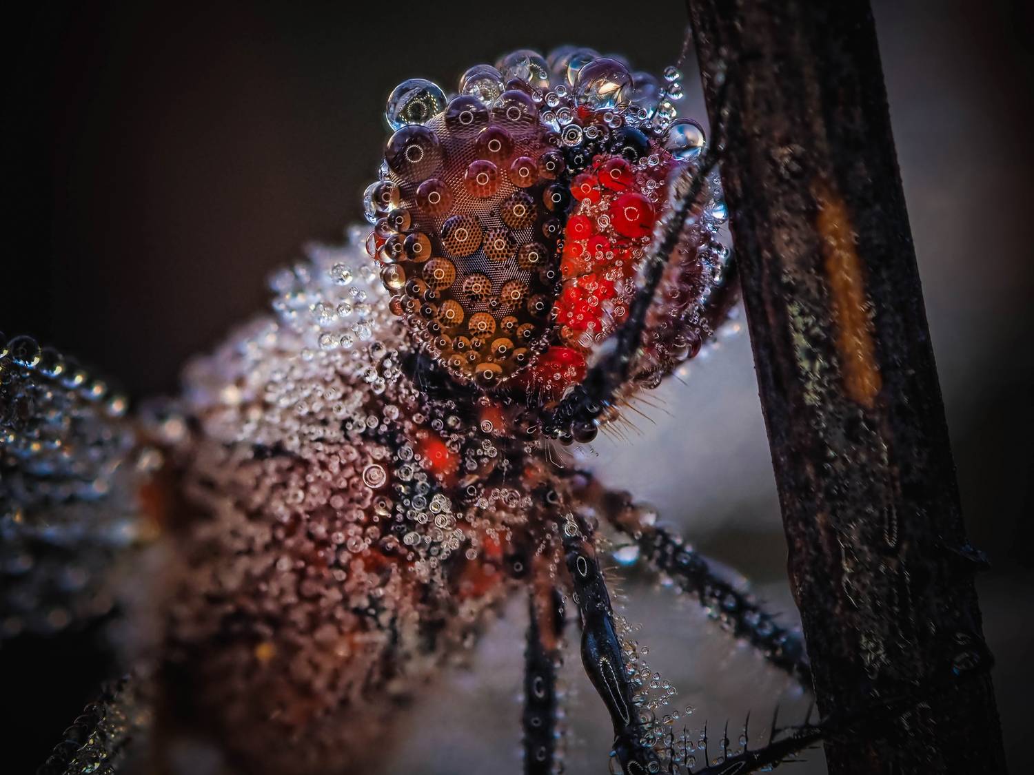 , Лапшина Владлена