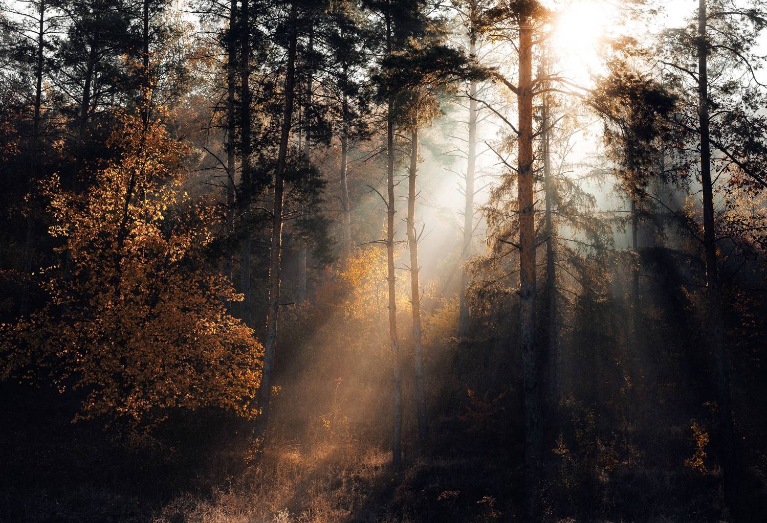 forest, sunbeams, mist, sunrise, autumn, morning, light, nature, trees, golden leaves, tranquility, silence, atmospheric, landscape, Oleg Suhenko