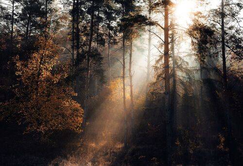 Sunbeams in the Autumn Forest