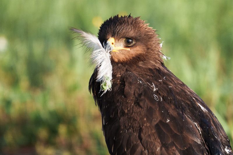 Чибису сегодня не повезло фото превью