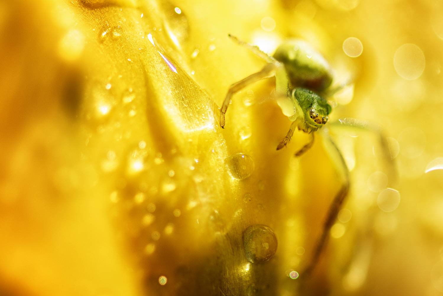 паук, макро, Анастасия Думинская