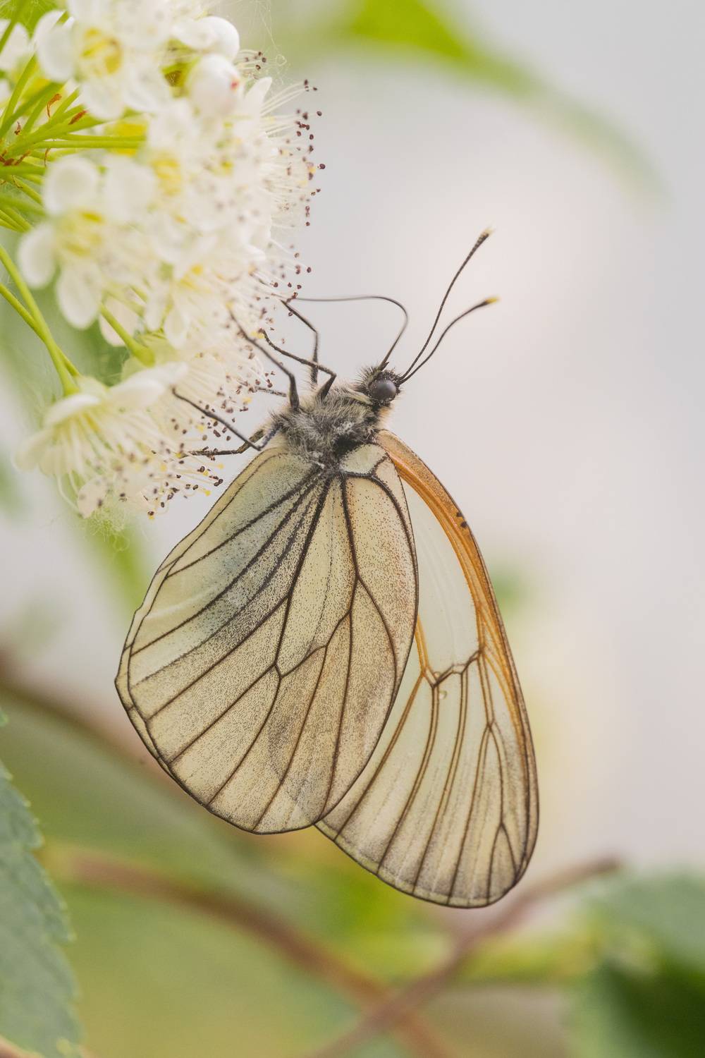 , Ольга Таланцева