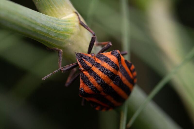 Graphosoma lineatum фото превью