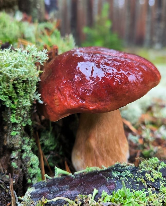 Крепыш фото превью