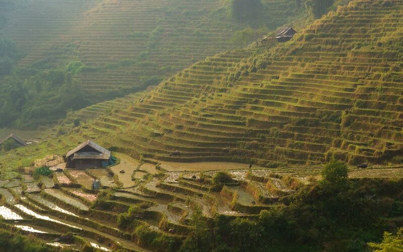 вьетнам, сапа, рисовые террасы Са Па фото превью