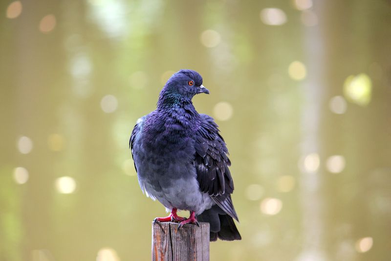 Сизарь фото превью