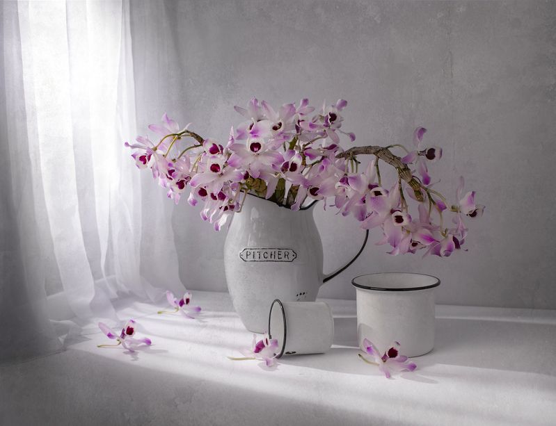 Still life, sun, light, studio, flowers, orchid, white Spring sun фото превью